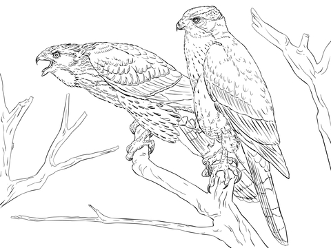 Northern Goshawks Coloring Page